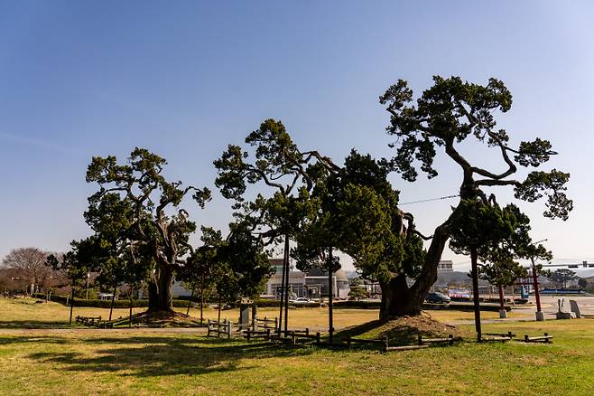 서산 송곡서원 향나무