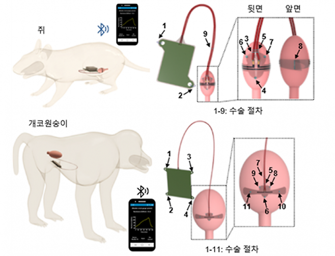 KAIST 연구팀이 방광 기능 모니터링 무선 이식형 플랫폼의 효능을 쥐와 개코원숭이 모델 대상으로 확인했다. KAIST 제공.