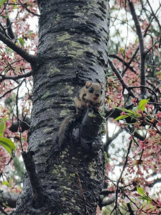 천연기념물 제328호이자 멸종위기야생생물 2급인 하늘 다람쥐가 17일 경북 영덕군 축산면에 있는 한 사찰 내 나무에서 발견됐다. 뉴스1