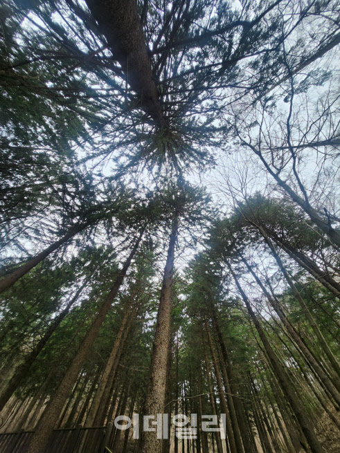 국립덕유산자연휴양림 내 조성된 독일가문비나무숲. (사진=박진환 기자)