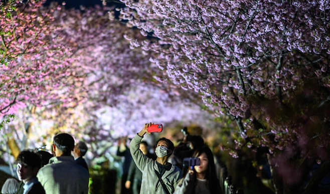 일본 시즈오카현 가와즈를 찾은 사람들이 만개한 벚꽃을 카메라에 담고 있다/사진=AFP연합뉴스