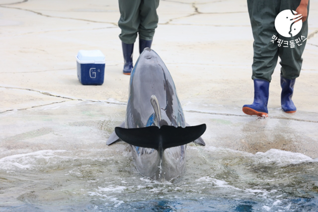 지난해 4월, 돌고래 체험시설 '거제씨월드'에서 돌고래쇼에 동원된 큰돌고래 '마크'가 쇼를 하고 있는 모습. 마크는 당시 새끼 돌고래를 임신한 상태였다. 핫핑크돌핀스 제공
