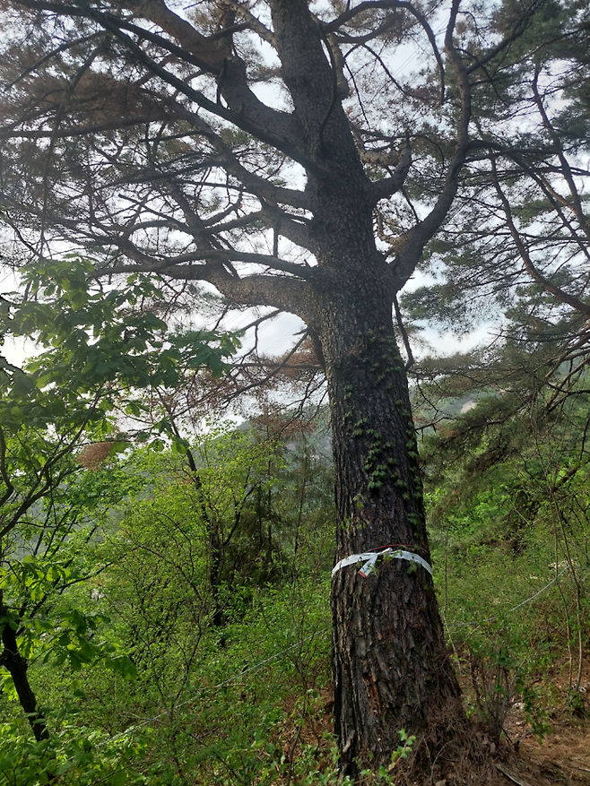 서울 노원구 수락산에서 발견된 소나무재선충병 감염목. 서울시 제공