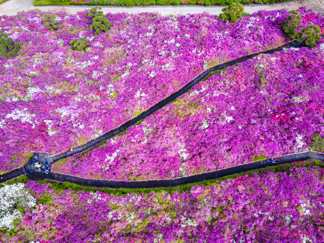 지난해 완주 화산 꽃동산에 철쭉이 만개한 모습. 오는 주말쯤이면 이런 모습일 것으로 예상된다.