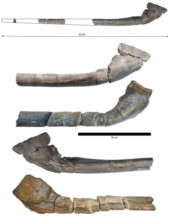 ‘익티오티탄 세베르넨시스’(Ichthyotitan severnensis)의 화석