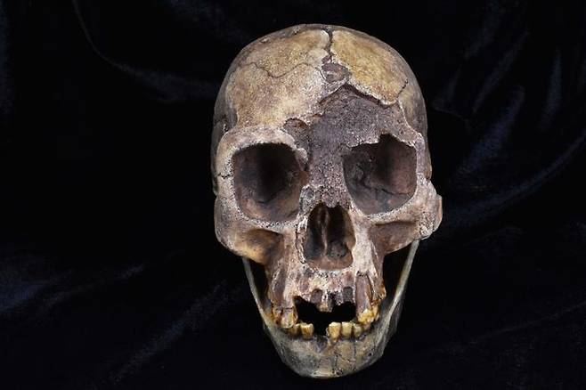 호미닌 종의 하나인 호모 플로레시엔시스 두개골 복제품  호미닌 종의 하나로 '호빗족'으로 불리는 호모 플로레시엔시스(Homo Floresiensis)의 두개골 복제품. [The Duckworth Laboratory, University of Cambridge 제공. 재판매 및 DB 금지]