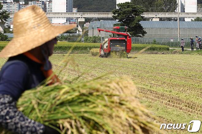 대구 북구 학정동 논에서 경북농업자원관리원 관계자들이 콤바인을 이용해 조생종 해담쌀을 수확하고 있다. 2023.9.11/뉴스1 ⓒ News1 공정식 기자