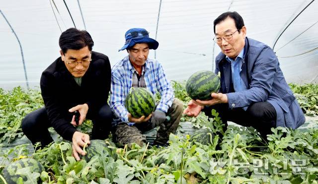 경남 함안 대산농협 송병우 조합장(오른쪽)이 신영제 상무(왼쪽), 농민 전창우씨와 시설수박 생육 상태를 살펴보고 있다.