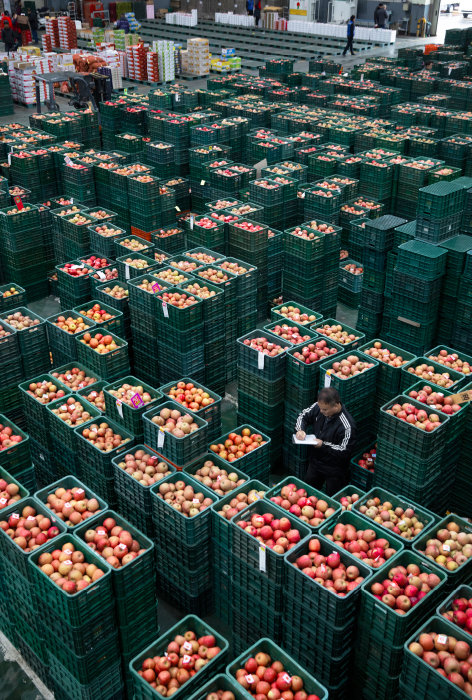3월 26일 경북 안동시 안동 농수산물도매시장 경매에 내놓일 사과가 박스에 담겨 있다. [박해윤 기자]