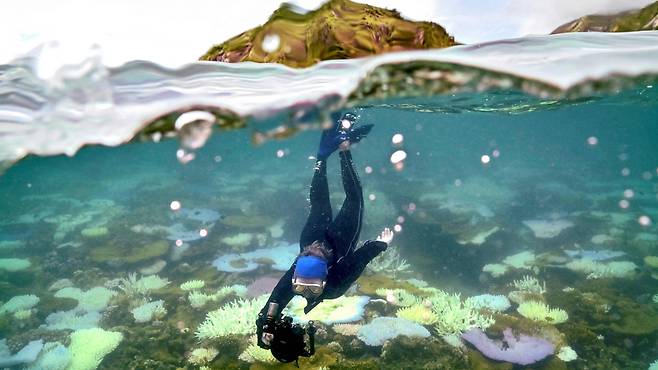 호주 퀸즐랜드 연안 그레이트 배리어 리프 해변에서 한 잠수부가 죽어가는 산호초를 촬영하고 있습니다./AFP 연합뉴스