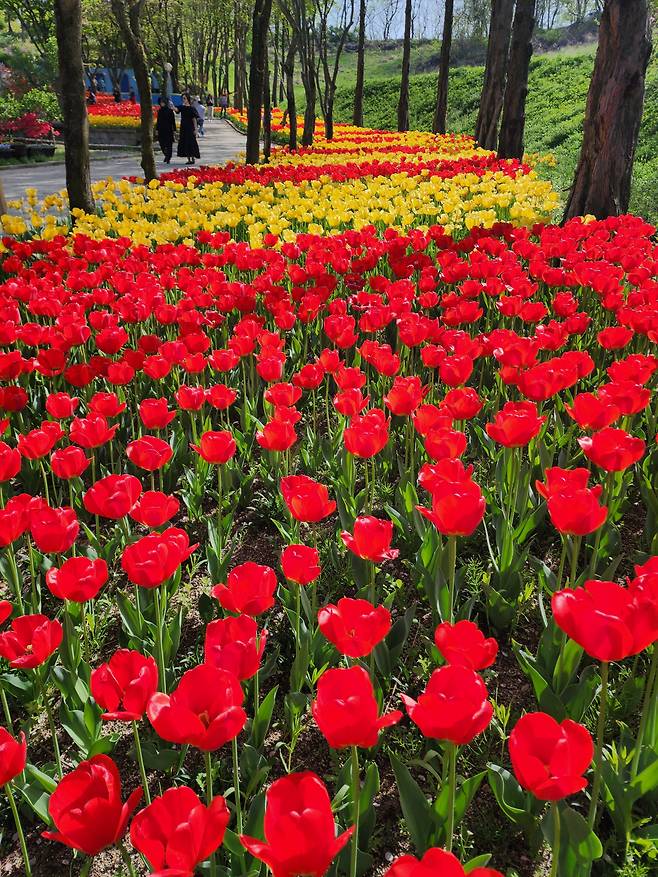 산꼭대기로 올라가는 길에도 튤립군단이 동행한다.