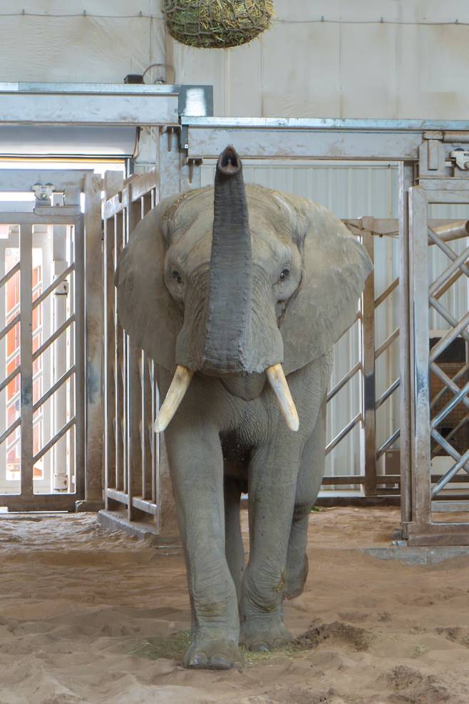 캔자스주 세그윅 동물원에서 순차적으로 태어날 새끼 코끼리 다섯마리의 아비로 알려진 스물두살의 콜리./Sedgwick Zoo