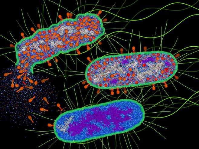 박테리오파지(빨간색)가 대장균의 세포를 뚫고 나오는 모습. 박테리오파지는 박테리아(세균)의 천적으로 항생제를 대체할 것으로 제약업계의 주목을 받고 있다. 그러나 최근 미국 연구진이 박테리오파지로 인해 부작용이 일어날 수 있다는 연구 결과를 내놓으면서 관련 규정 마련이 시급해졌다./단백질 데이터베이스(PDB)