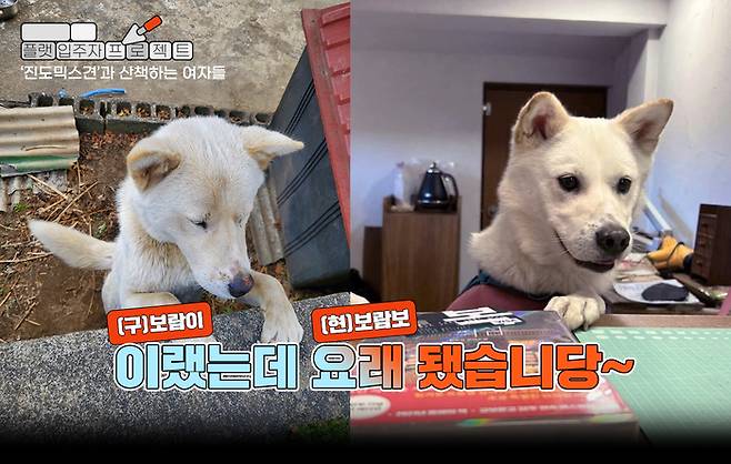 보람보 보호자 제공