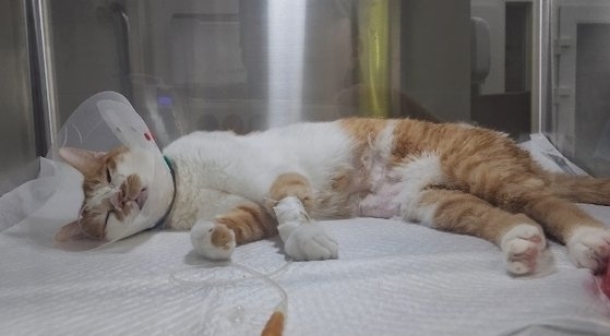 최근 전국에서 동시다발적으로 폐사한 고양이들과 유사한 증상을 보여 입원 치료를 받고 있는 고양이. 사진 동물보호협회 라이프