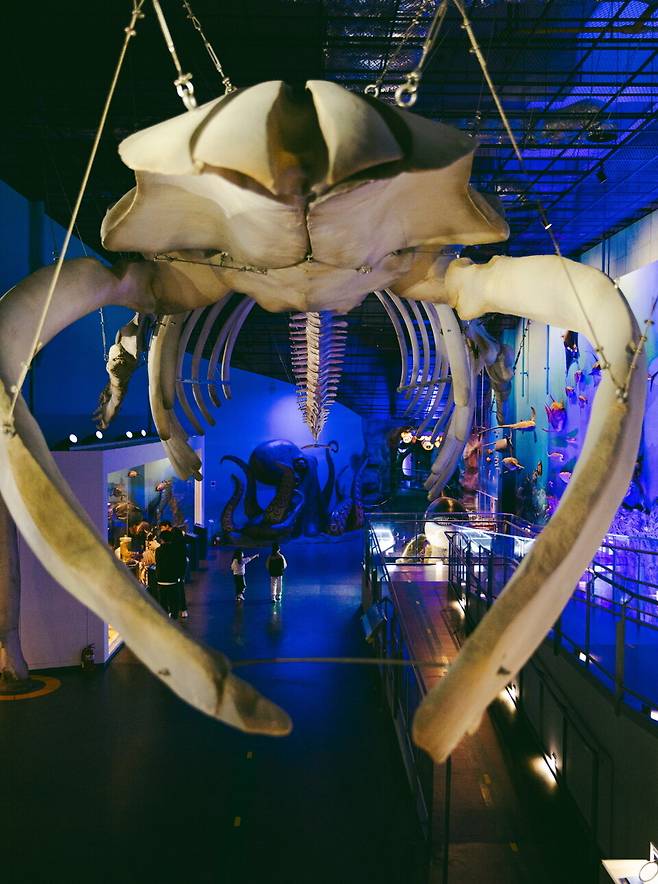 땅끝해양자연사박물관의 시그니처 '대왕고래 뼈'