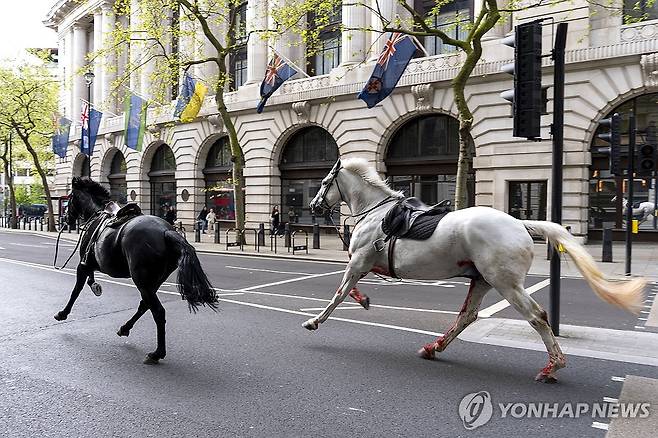 24일(현지시간) 영국 도심 올드위치 인근 거리를 달리는 말 두 마리 [AP/PA=연합뉴스]