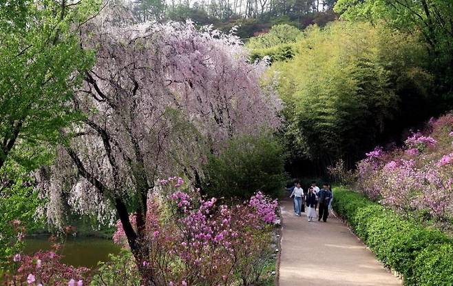 수양벚꽃과 철쭉 등 봄꽃이 화려하게 핀 하늘정원길을 걷고 있는 탐방객들.