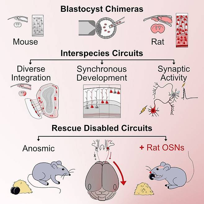 후각세포가 자리지 못하게 한 생쥐(mouse)의 초기 배아에 시궁쥐(rat)의 줄기세포를 주입해 배반포 키메라(blastocyte chimera)를 만들었다(위). 나중에 생쥐의 뇌에 전체에서 시궁쥐 신경세포가 자랐다(가운데). 생쥐는 시궁쥐 세포 덕분에 후각을 회복하고 연구진이 숨긴 오레오 쿠기를 찾아냈다(아래)./Cell