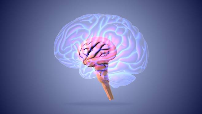 과학자들이 줄기세포를 사용해 손상된 뇌 조직을 재생하는 데 성공했다. 뇌의 구조를 나타낸 이미지. 게티이미지코리아