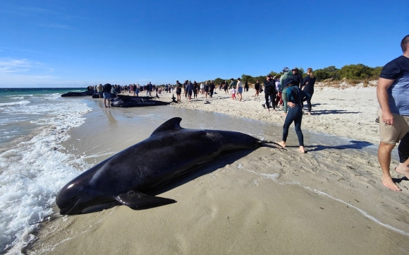 지난 25일  호주 해변에 고래들이 집단 좌초한 가운데  주위에 시민들의 모습이 보인다.  로이터 연합뉴스