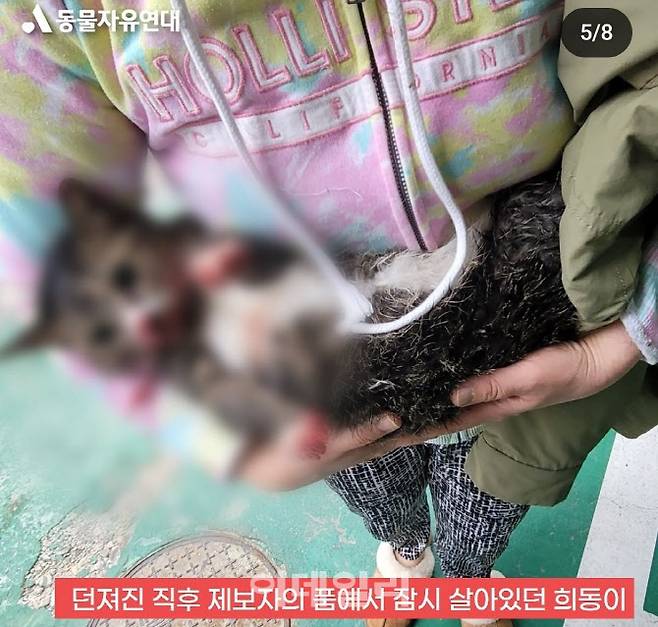 서울 광진구에서 이웃의 폭행에 의해 살해당한 고양이의 죽기 직전 모습.(사진=동물자유연대)
