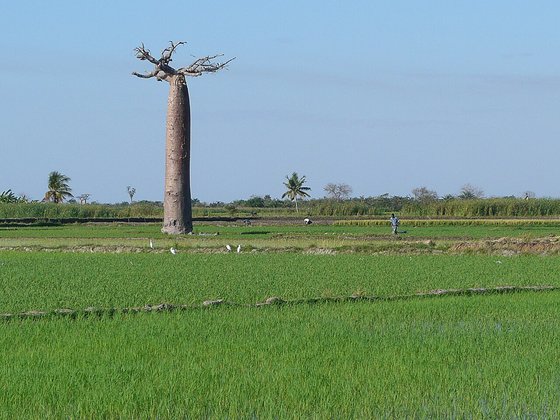 논두렁의 바오밥나무. 남양어를 쓰는 말레이인은 마다가스카르섬에도 벼농사를 가져갔다.