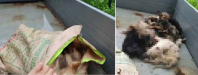 지난해 8월 전남 보성군 보호소에서는 안락사 당한 유기견 사체를 담은 포댓자루 안에서 아직 살아있는 개가 구조되기도 했다. 비글구조네트워크 제공