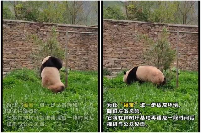 야외 풀숲을 거닐고 있는 푸바오. 중국 '웨이보' 캡처