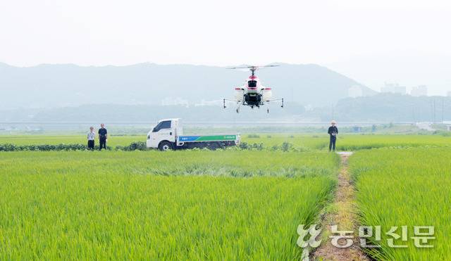 경지정리된 논에서 무인헬기를 이용해 농약을 살포하는 모습. 농민신문DB
