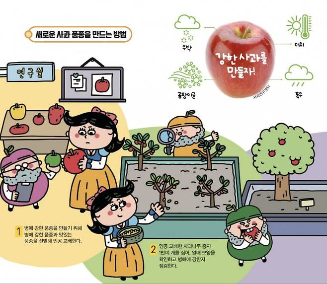 새로운 사과 품종을 만드는 방법. 사과연구센터, 어린이과학동아 제공