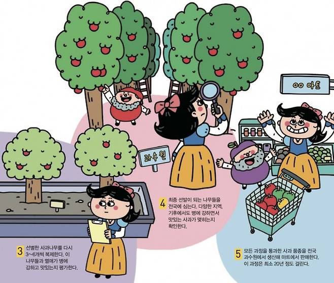 새로운 사과 품종을 만드는 방법. 사과연구센터, 어린이과학동아 제공