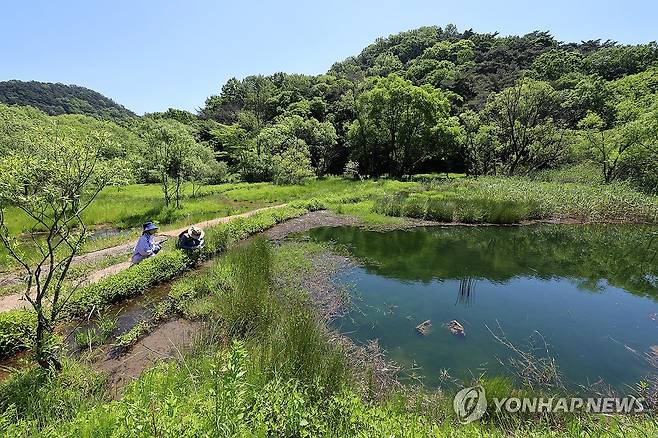 람사르습지에 등록된 광주 북구 평두메습지 (광주=연합뉴스) 조남수 기자 = 13일 광주 북구 평두메습지에서 국립공원 자원활동가들이 습지 생태를 조사하고 있다.
광주 지역 최초이자 국내 26번째 람사르습지로 등록된 평두메습지에는 삵·담비·수달 등 멸종위기 야생생물과 식물 약 786종(동물 578종·식물 208종)이 서식하고 있다. 2024.5.13 iso64@yna.co.kr