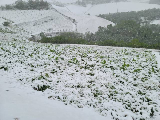 ▲16일 강원북부산지를 중심으로 때 아닌 눈이 내리면서 수확을 앞둔 강릉 안반데기 산나물 농가의 냉해가 극심하다.