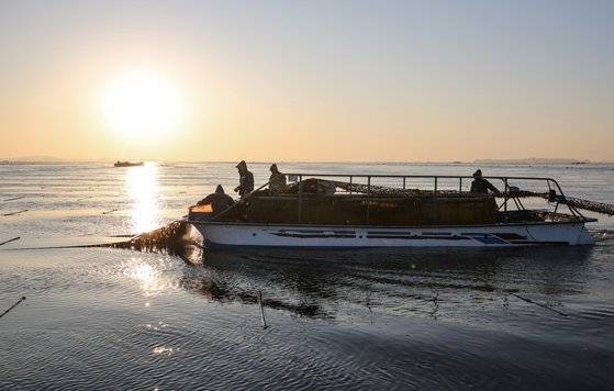 충남 서천 앞바다에서 주민들이 김을 채취하고 있다. 충남도는 국내외 김 수요가 증가함에 따라 안정적인 생산과 공급을 위해 기존 면적 대비 15%가량(580㏊)의 양식장을 새로 만들기로 했다. 충남도 제공.