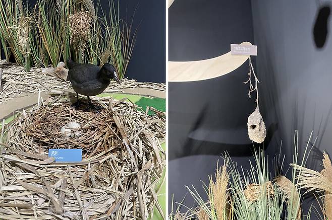 물닭과 스윈호오목눈이 둥지. 스윈호오목눈이는 물가나 갈대밭에 사는 참새목 조류로 물 위로 길게 늘어진 버드나무 가지 끝에 달아매듯 둥지를 짓는다. 국립생물자원관 제공
