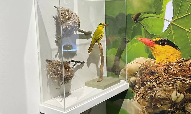경기 하남시에서 채집된 꾀꼬리 둥지들. 국립생물자원관 제공