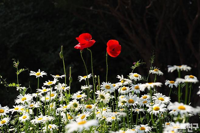 샤스타데이지와 꽃양귀비