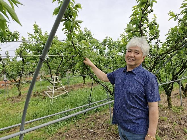 ▲전남 영암 군서면 장사리길 1,200평 자두농장에서 포즈를 취한 서명홍 씨