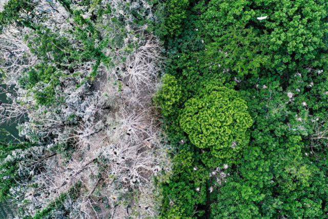 경기 양평군 팔당호 족자섬을 위에서 내려다보면 민물가마우지 무리가 번식지로 삼은 구역(왼쪽)과 백로류가 번식지로 삼은 구역이 확연히 구별된다. 그러나 민물가마우지와 마찬가지로 집단 번식하는 백로류도 백화 현상을 유발해 내륙 지역에서는 미움의 대상이 되기도 한다. 백로에 의한 백화 현상 관련 민원이 접수되면 지자체는 번식지의 나무를 벌목해 새를 쫓기도 한다.