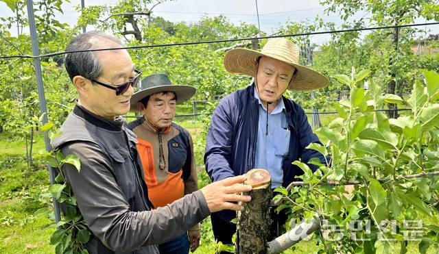 홍성주 충북 제천 봉양농협 조합장(오른쪽부터)이 사과농가 이영호·조동호씨와 함께 부란병으로 줄기 윗동을 잘라낸 사과나무를 살펴보며 병이 계속 퍼지고 있는 상황에 대해 이야기를 나누고 있다.