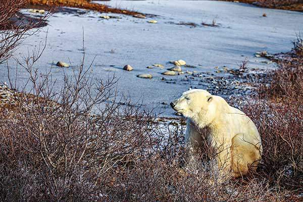 외로운 북극곰.