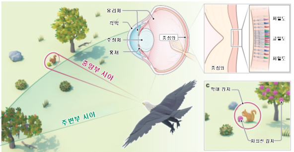 새 눈의 구조와 특징. 기초과학연구원(IBS) 제공