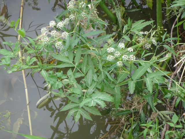 환경부는 6월 멸종위기 야생생물로 독미나리를 선정했다. 환경부 제공