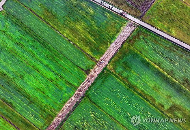 '빗물 머금은 귀리밭' (강진=연합뉴스) 정다움 기자 = 6일 오전 전남 강진군 강진읍 한 귀리밭에서 귀리가 고꾸라져 있다. 강진에는 전날 하루 동안 129.2㎜의 비가 내리면서 역대 두 번째로 많은 5월 하루 강수량을 기록했다. 2024.5.6 daum@yna.co.kr