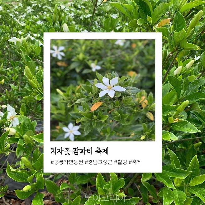 치자꽃 팜파티