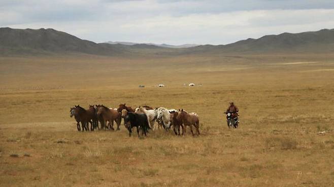 오토바이를 타고 말을 모는 몽골 목동