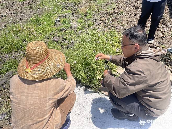 지난달 14일 제주 제주시 구좌읍에서 제주경찰청 마약범죄수사대원들이 들판에 자생한 나도양귀비를 살피고 있다. 제주=최원영 기자 o0@donga.com