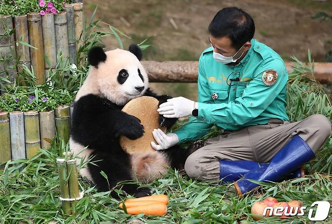 자이언트 판다 '푸바오'가 3일 한국을 떠난다. 무진동차량에 탑승한 채 에버랜드를 출발한 푸바오는 인천국제공항에서 전세기를 타고 중국 쓰촨성 자이언트판다보전연구센터 워룽 선수핑 기지로 이동한다. 사진은 지난 2021년 7월 20일 첫 돌 잔치를 하는 푸바오, (삼성물산 리조트부문 제공) 2024.4.3/뉴스1
