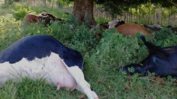 사진=벼락을 맞고 폐사한 소들이 쓰러져 있다.